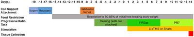 Dorsal striatum c-Fos activity in perseverative ephrin-A2A5−/− mice and the cellular effect of low-intensity rTMS